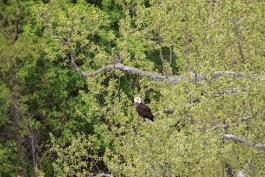 Bald Eagle In a Tree