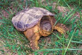 Snapping turtle on the grass