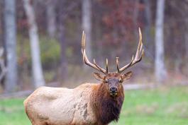 Elk at Peck Ranch
