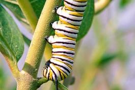 Caterpillar crunches on a stem