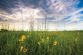 Flowers in a Prairie