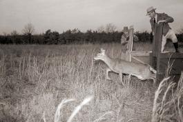 A vintage photo of a deer being relocated and released to help reestablish the population