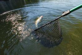 A landing net allows anglers to avoid walleye’s sharp teeth.