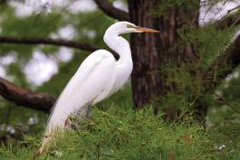 A great egret in lacy plumage