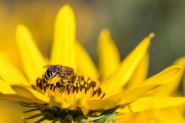 Leafcutter Bee on a flower