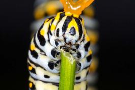 Black Swallowtail caterpillars eats a stem