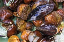 A variety  mussels