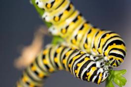 Black Swallowtail caterpillars on a stem