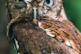Brown Screech-owl 
