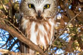 norther saw-whet owl perched in a tree