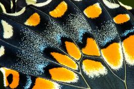 Close Up of a Butterfly Wing