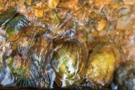 Mussels in a river