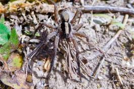 Brush-legged Wolf Spider
