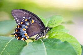 Spicebush Swallowtail Butterfly Laying Eggs