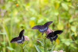 Spicebush Swallowtail Butterflies