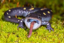 Salamander eats a earthworm