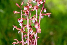 Spring Coral Root