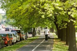person walking on sidewalk under large trees