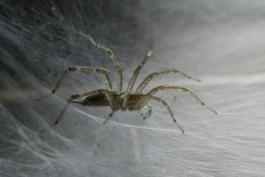 Photo of a grass spider