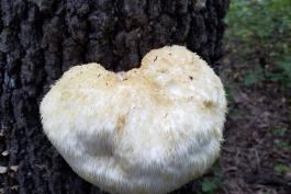 white billowy fungus growing from the bark of a tree. 