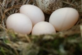 A brown speckled cowbird egg in a nest with four house wren eggs. 