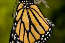 Monarch butterfly gripping and hanging from its empty chrysalis shell