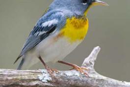 Photo of a northern parula perched on a stick