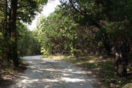Tree-lined road on Ashe-Juniper