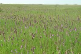 Prairie field found on the Diamond Grove Prairie Conservation Area