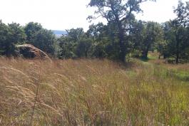 grassy field at Monkey Mountain CA