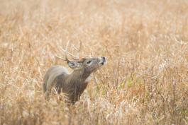 Deer at Pa Sole Prairie CA