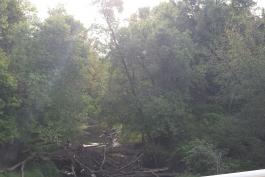 Wooded area with a fallen tree across a stream at Sni-A-Bar CA