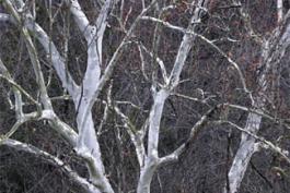 Photo of bare sycamore limbs showing young white bark with grayish patches.