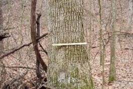 A trunk of a bur oak in a woods in winter. 