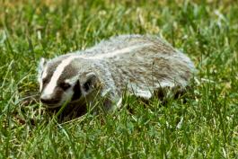 Badger crawls through grass
