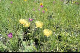 Wildflowers on chert glade at Shoal Creek CEC
