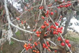 Photo of deciduous holly branches with red berries and shriveled leaves