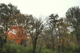 View of a treeline with mostly green oaks, a single bright orange sugar maple, and an understory of bright green bush honeysuckle