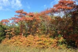 Photo of a sassafras grove showing fall color.