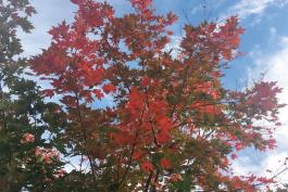 Photo of a sugar maple in early fall color
