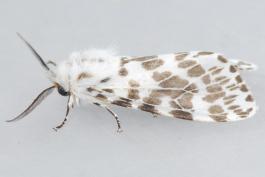 Adult fall webworm moth with heavy brownish gray spotting