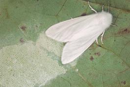 Female fall webworm moth depositing numerous eggs on a redbud leaf