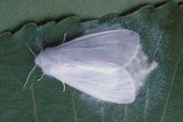 Female fall webworm moth covering her eggs with hairs