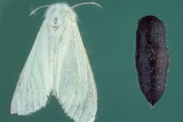 Female fall webworm moth and pupa, pinned specimens with a green background