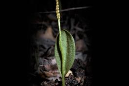 Photo of an Engelmann’s adder’s tongue with a black background