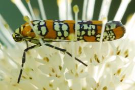 Ailanthus webworm moth resting on buttonbush flowerhead
