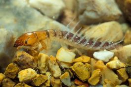 Photo of an alderfly larva among rocks and gravel in an aquarium.