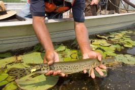 Man in a boat placing an alligator gar into water with lilypads