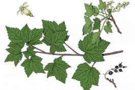 Illustration of American black currant leaves, flowers, fruits