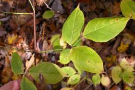 Photo of American bladdernut leaves